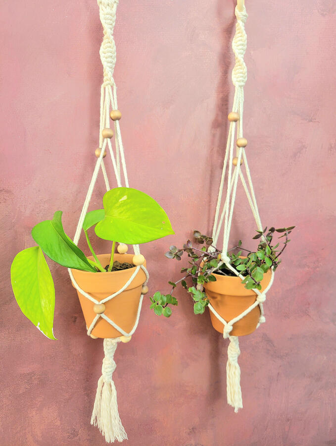 image of two off white macrame plant hangers with terracotta pots in them and green plants.